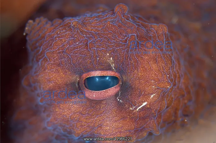  : Eye of Day Octopus - close-up - Seraya Beach
