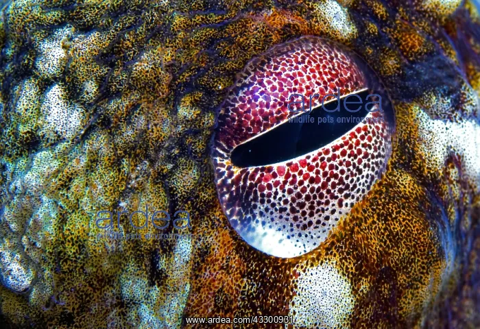 : Eye details. Common Octopus (Octopus vulgaris) : Eye details. Common Octopus (Octopus vulgaris)
