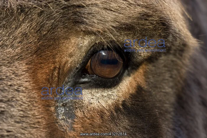 : Eye of domestic ass Brittany France : Eye of domestic ass Brittany France