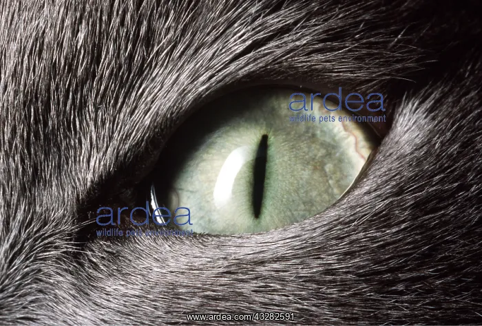 : EYE - Domestic cat's eye close-up : EYE - Domestic cat's eye close-up