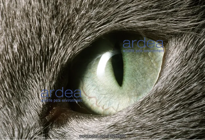 : EYE - Domestic cat's eye close-up : EYE - Domestic cat's eye close-up