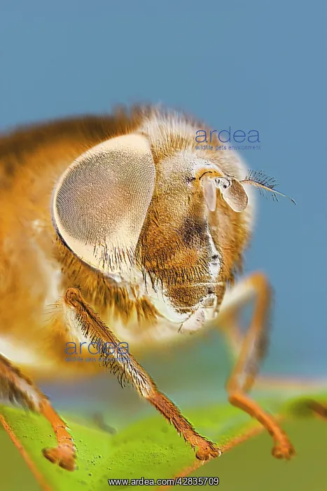 : Eye of Drone-fly : Eye of Drone-fly