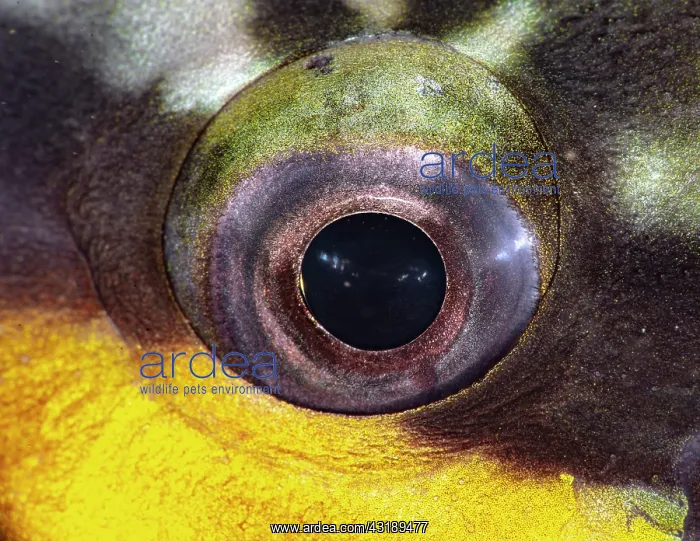 : Eye of an Egghead Parrot Fish (Scarus oviceps) : Eye of an Egghead Parrot Fish (Scarus oviceps)