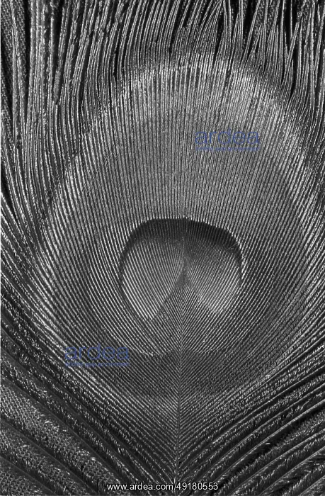 : Eye feather of the blue peafowl in UV light (Pavo Scalloped ribbonfish) : Eye feather of the blue peafowl in UV light (Pavo Scalloped ribbonfish)