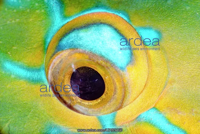 : Eye of Filament-finned Parrot Fish (Scarus altipinnis) : Eye of Filament-finned Parrot Fish (Scarus altipinnis)