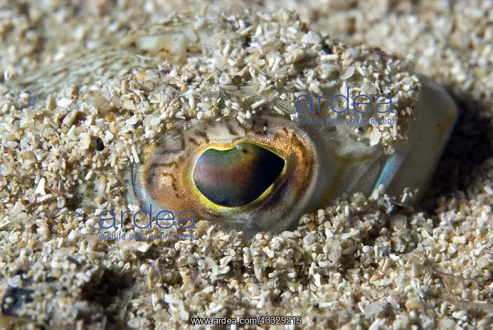 : Eye of Greater weever (Trachinus draco) in sand : Eye of Greater weever (Trachinus draco) in sand