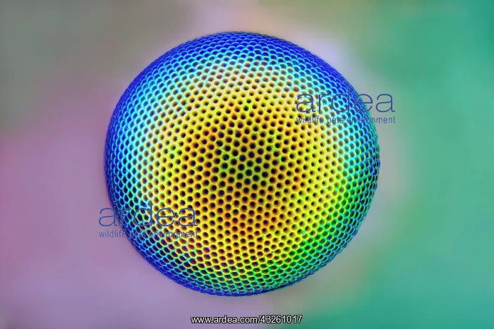 : Eye of a green lacewing (Chrysopidae), macro photo : Eye of a green lacewing (Chrysopidae), macro photo