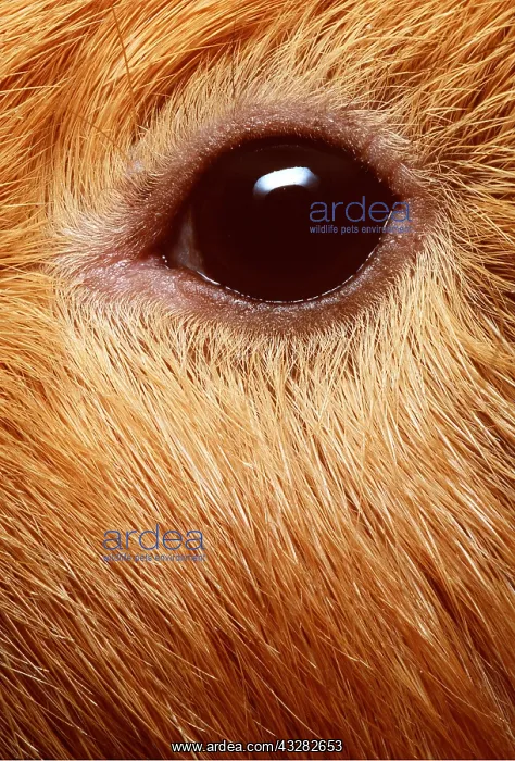 : EYE - GUINEA PIG EYE CLOSE-UP : EYE - GUINEA PIG EYE CLOSE-UP