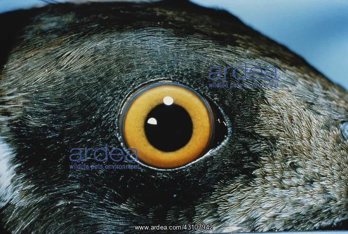: Eye of a Hooded Merganser : Eye of a Hooded Merganser