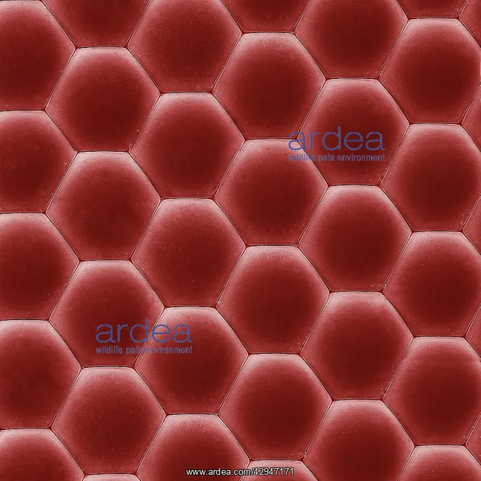: Eye of a House Fly : Eye of a House Fly