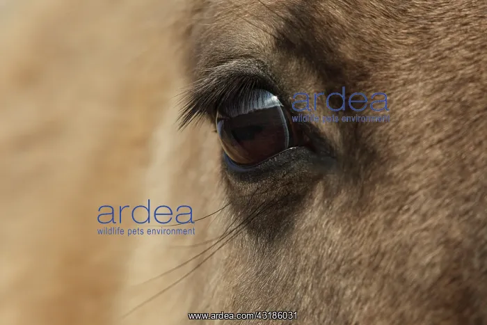 : Horse. Eye of a Konik Horse (Equus caballus) looking at the camera : Horse. Eye of a Konik Horse (Equus caballus) looking at the camera