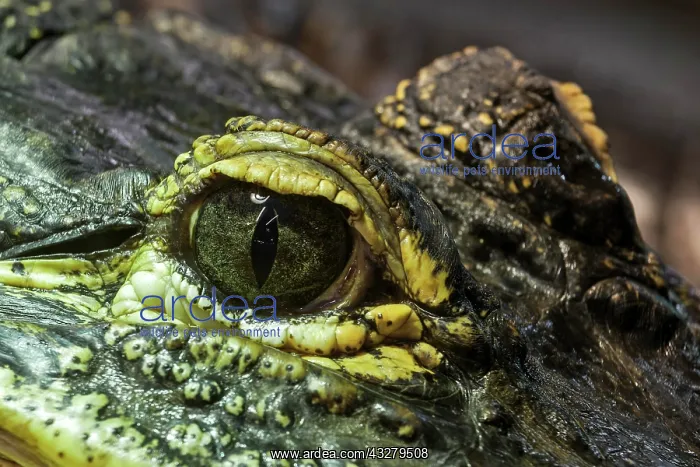 : Eye of the Mississippi Alligator (Alligator mississippiensis : Eye of the Mississippi Alligator (Alligator mississippiensis