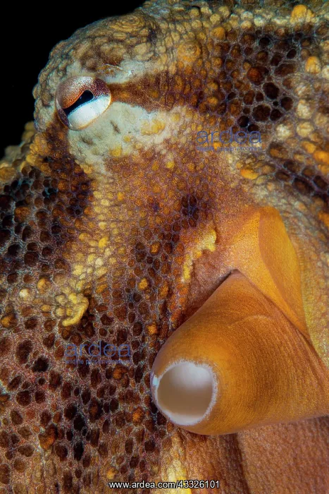 : Detail of the eye of an octopus (Octopus vulgari : Detail of the eye of an octopus (Octopus vulgari