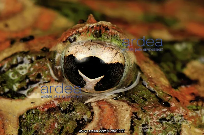 : eye of Ornate Horned Frog Argentinean Horned Frog : eye of Ornate Horned Frog Argentinean Horned Frog