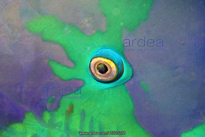 : Eye of Parrotfish : Eye of Parrotfish