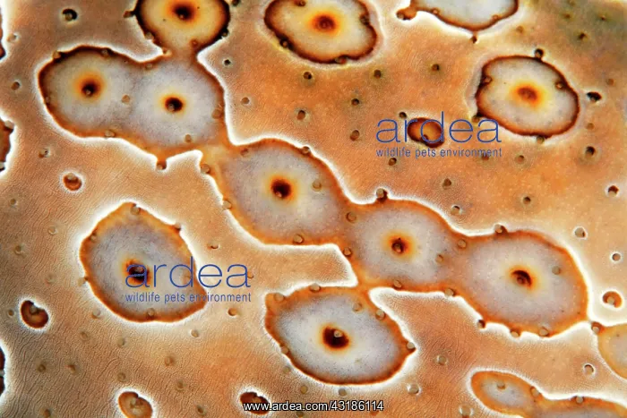 : Detail of Eye patch sea cucumber (Bohadschia argus) : Detail of Eye patch sea cucumber (Bohadschia argus)