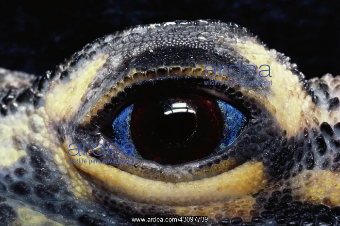 : Eye of Philippine Sailfin Lizard : Eye of Philippine Sailfin Lizard