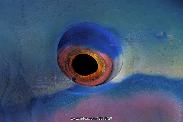 : Detail of the eye of a saddled parrotfish, Scarus dimidiatus : Detail of the eye of a saddled parrotfish, Scarus dimidiatus