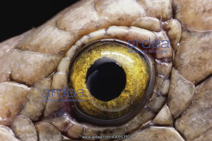 : Eye of a Skink : Eye of a Skink