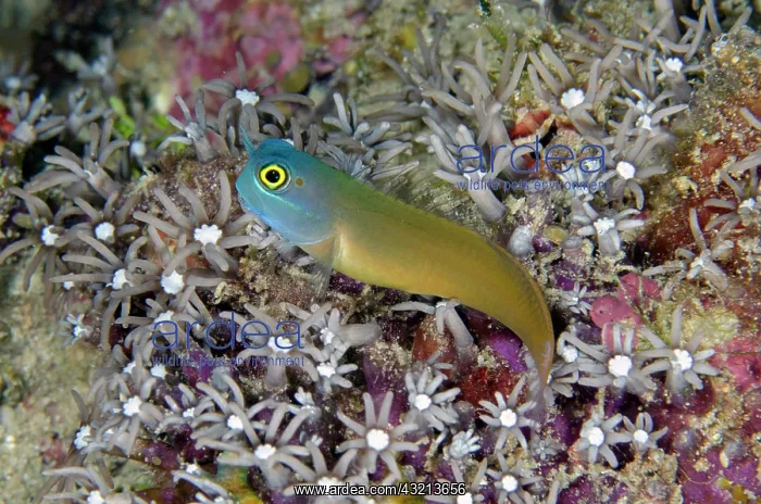 : Eye Spot Blenny (Ecsenius ops) amongst Star Polyps : Eye Spot Blenny (Ecsenius ops) amongst Star Polyps