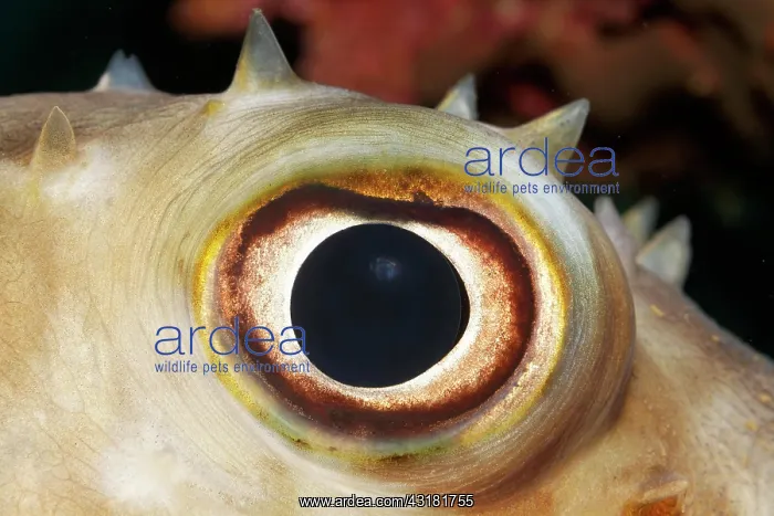 : Eye of Spotbase burrfish (Chilomycterus spilostylus) : Eye of Spotbase burrfish (Chilomycterus spilostylus)