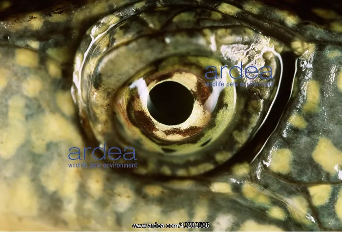 : EYE - TERRAPIN EYE CLOSE-UP : EYE - TERRAPIN EYE CLOSE-UP