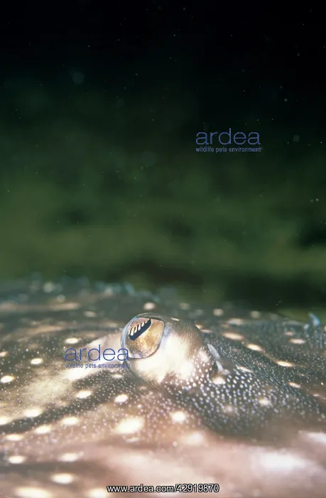 : EYE OF THORNBACK RAY SKATE : EYE OF THORNBACK RAY SKATE