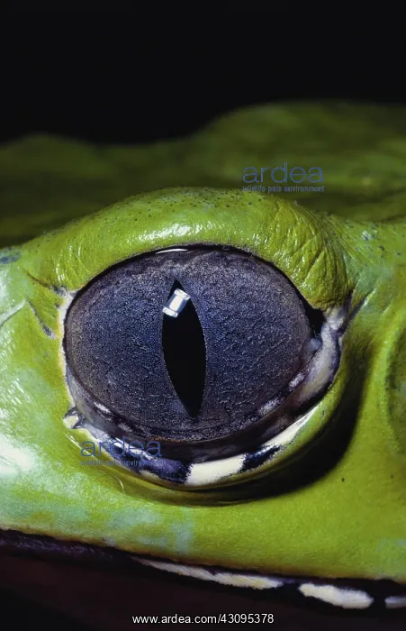 : Eye of a Treefrog : Eye of a Treefrog