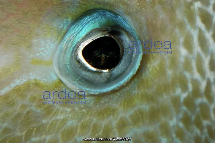 : Eye of Triggerfish : Eye of Triggerfish