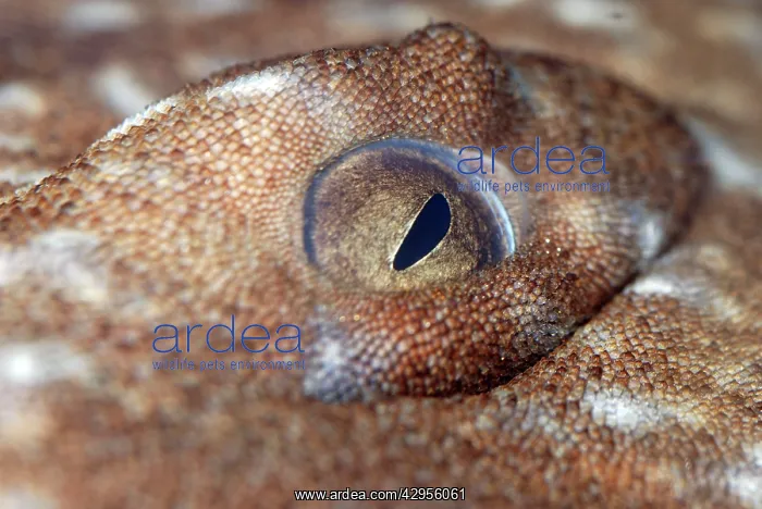 : Eye of Wobbegong Shark : Eye of Wobbegong Shark