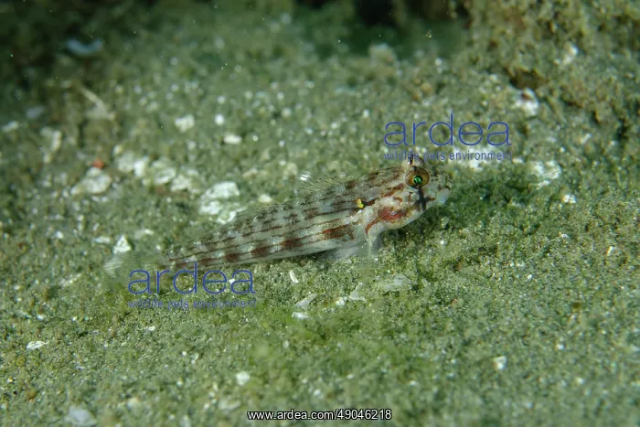 : Eyebar Goby : Eyebar Goby