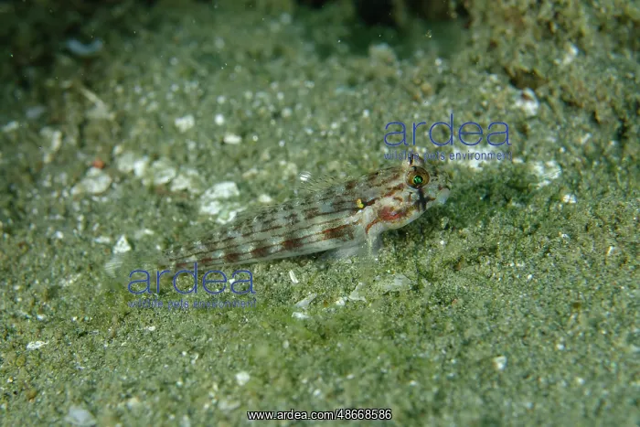 : Eyebar Goby - Laha dive site, Ambon, Maluku, Indonesia : Eyebar Goby - Laha dive site, Ambon, Maluku, Indonesia