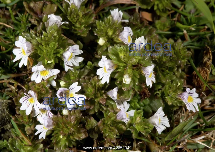  : Eyebright (Euphrasia tetraquetra)