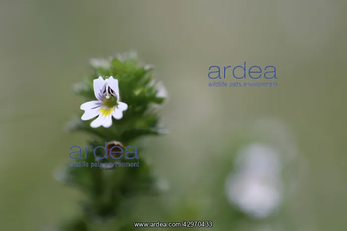 : Eyebright (Euphrasia officinalis). Cornwall - UK : Eyebright (Euphrasia officinalis). Cornwall - UK