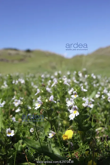 : Eyebright (Euphrasia officinalis). Cornwall - UK : Eyebright (Euphrasia officinalis). Cornwall - UK