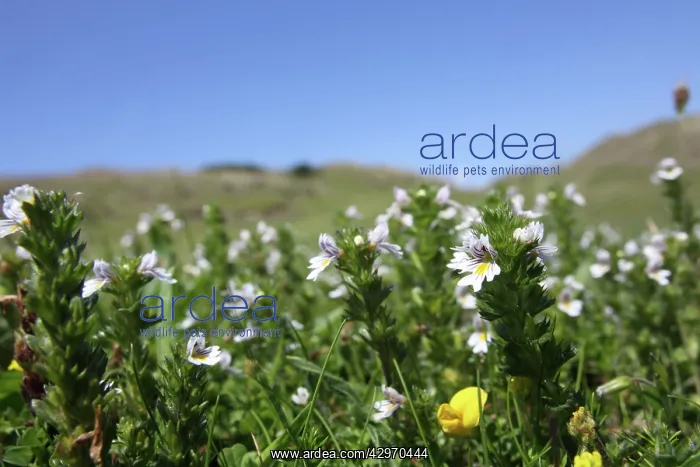 : Eyebright (Euphrasia officinalis). Cornwall - UK : Eyebright (Euphrasia officinalis). Cornwall - UK