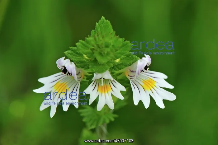  : Eyebright Switzerland