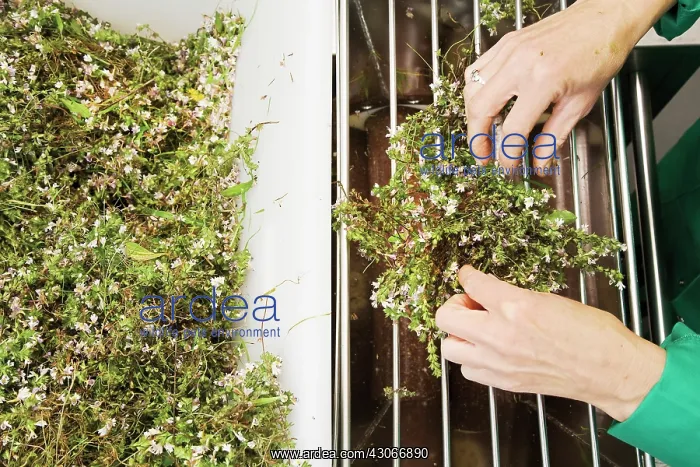 : Eyebright, Euphrasia officinalis : Eyebright, Euphrasia officinalis