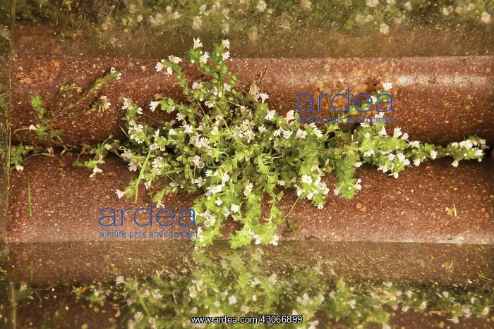 : Eyebright, Euphrasia officinalis : Eyebright, Euphrasia officinalis