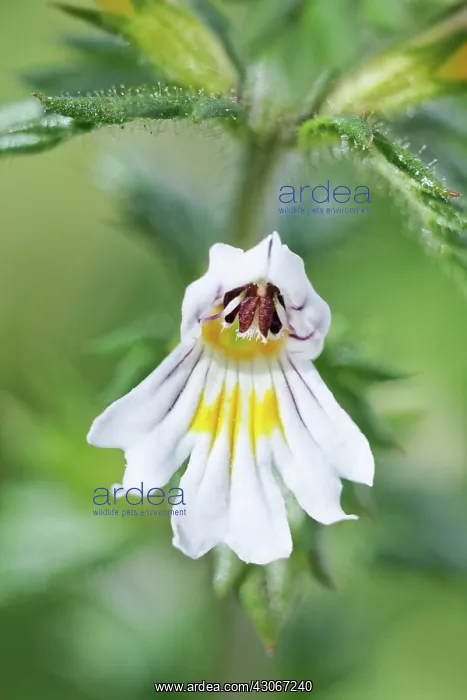 : Eyebright, Euphrasia officinalis : Eyebright, Euphrasia officinalis