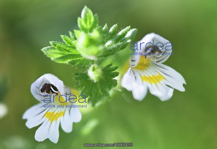 : Eyebright, Euphrasia officinalis : Eyebright, Euphrasia officinalis