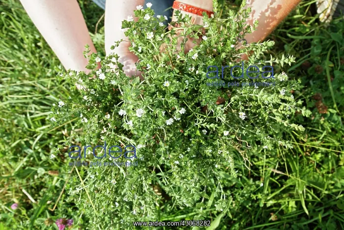 : Eyebright, Euphrasia officinalis : Eyebright, Euphrasia officinalis