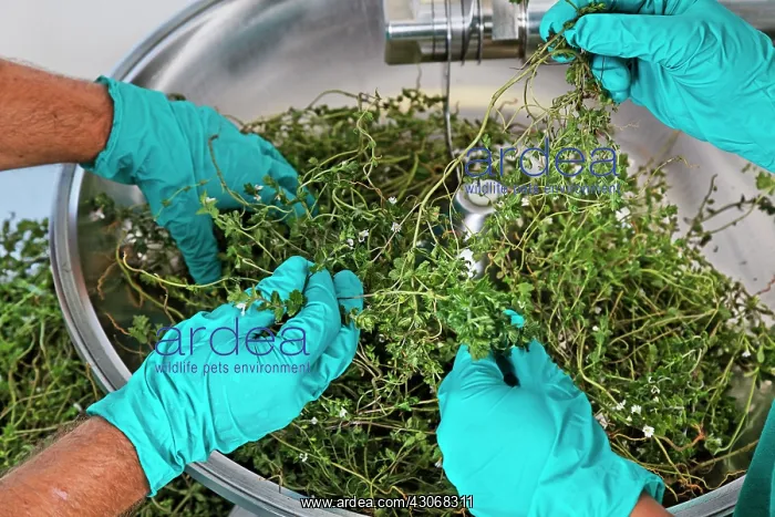 : Eyebright, Euphrasia officinalis : Eyebright, Euphrasia officinalis