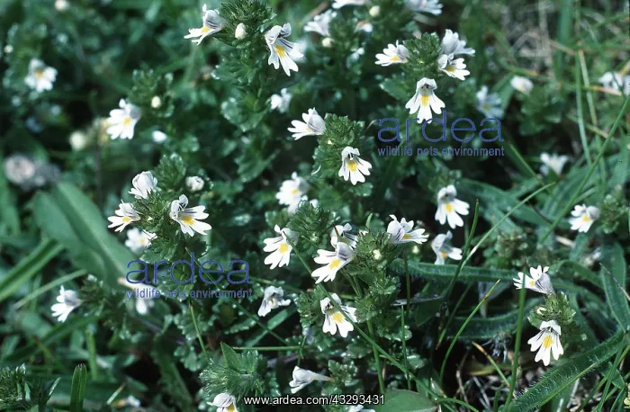 : EYEBRIGHT : EYEBRIGHT