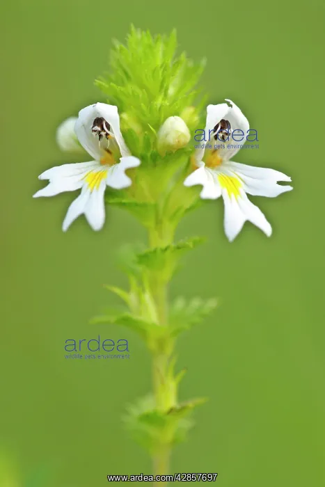 : Eyebright - blossom on a meadow : Eyebright - blossom on a meadow