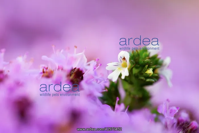 : Eyebright - Amongst Wild Thyme : Eyebright - Amongst Wild Thyme