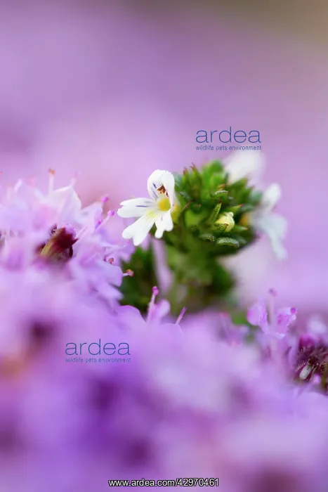 : Eyebright - Amongst Wild Thyme : Eyebright - Amongst Wild Thyme