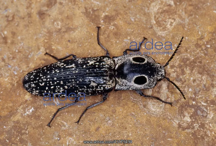 : Eyed Click Beetle (Alaus oculatus) : Eyed Click Beetle (Alaus oculatus)