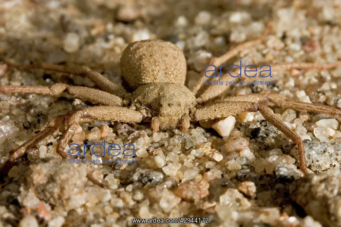 : Six Eyed Crab Spider - Frontal portrait depicting eyes : Six Eyed Crab Spider - Frontal portrait depicting eyes