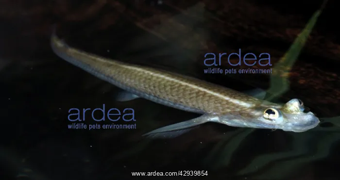 : Four Eyed Fish - with eyes poking above surface of the water : Four Eyed Fish - with eyes poking above surface of the water